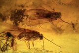 Fossil Caddisflies (Trichopterae) & A Spider (Aranea) In Baltic Amber #105511-2